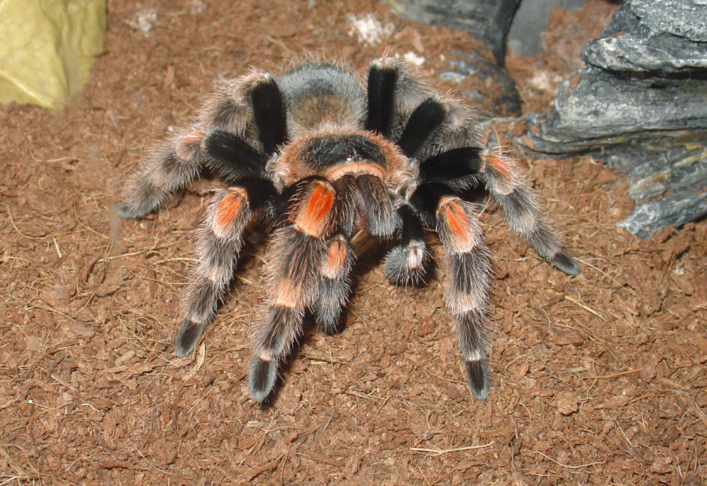 Brachypelma smithi