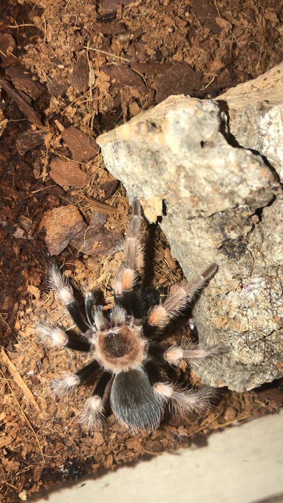 Brachypelma smithi