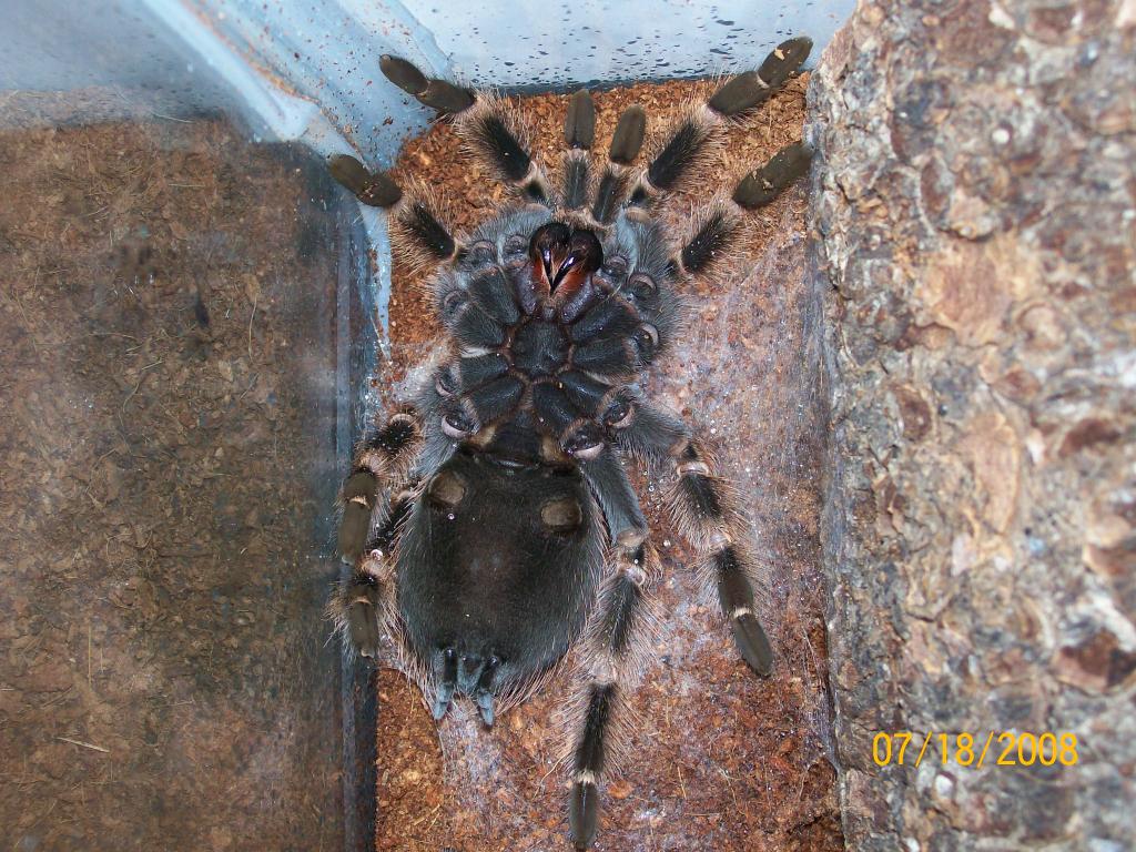 Brachypelma Smithi