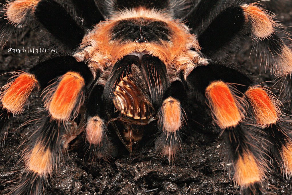 Brachypelma smithi.