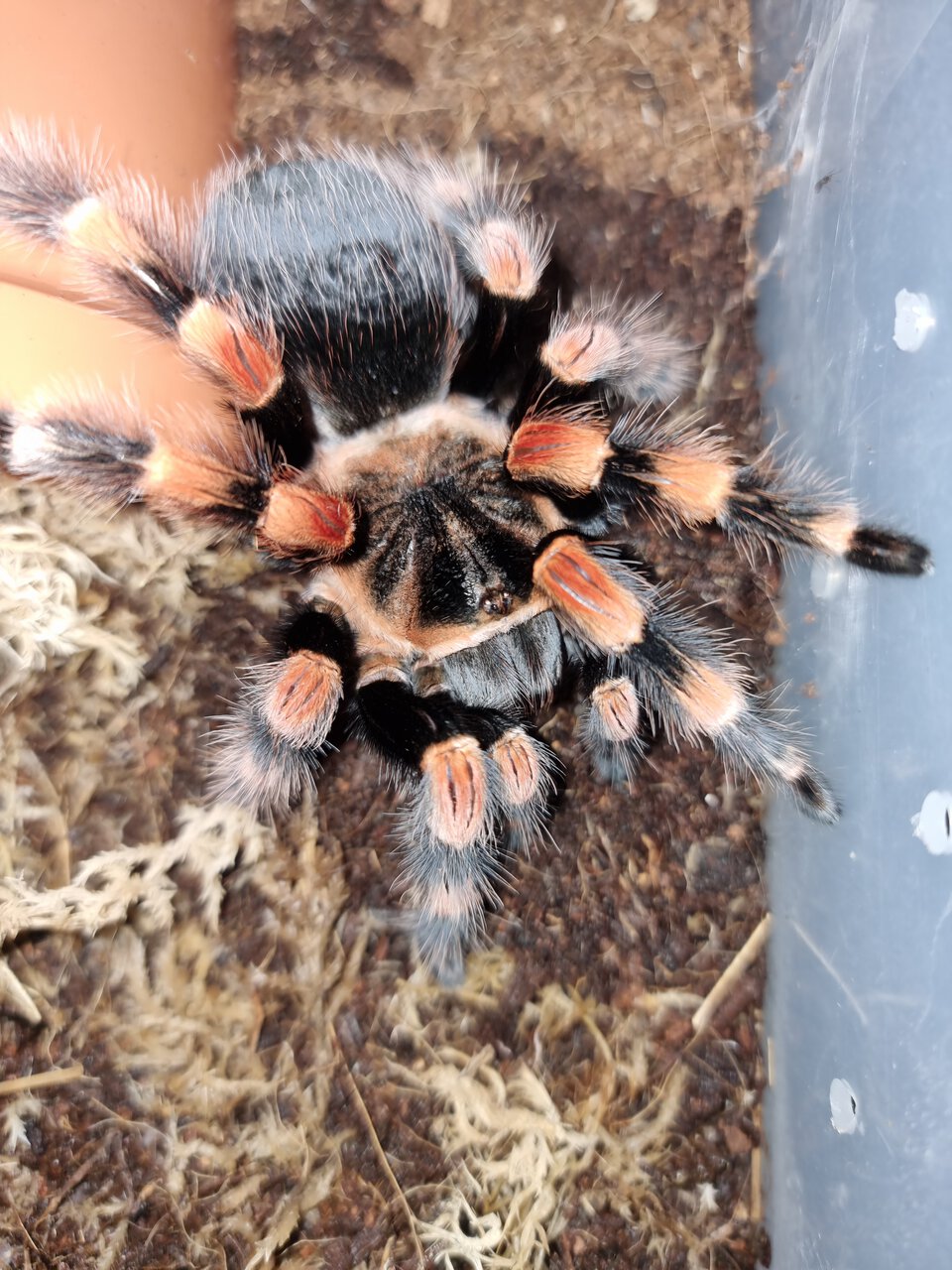 Brachypelma smithi