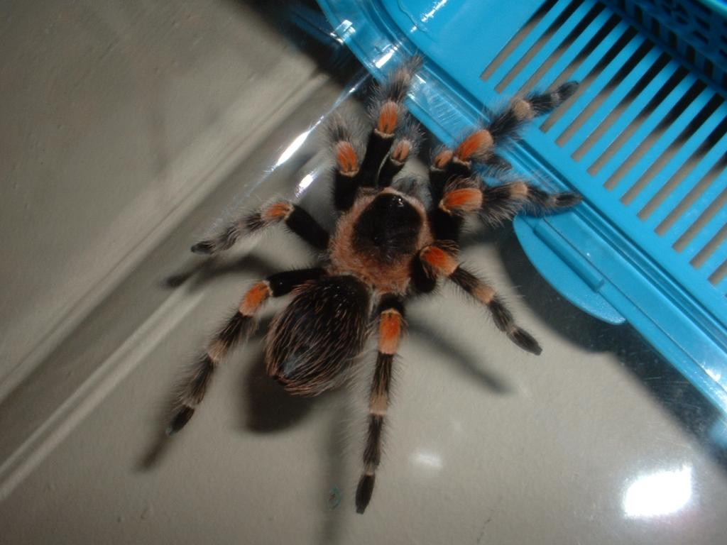 Brachypelma smithi