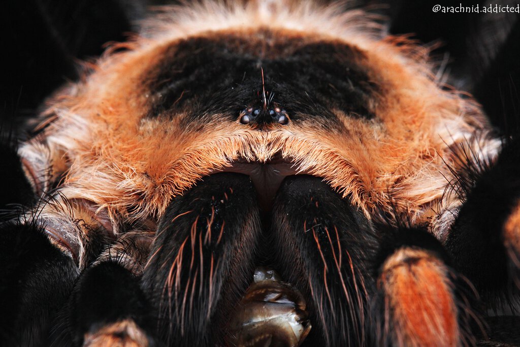 Brachypelma smithi.