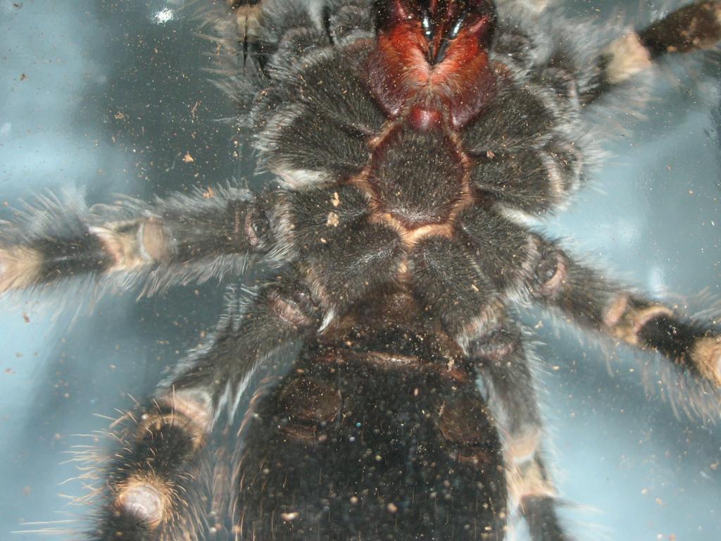 brachypelma smithi