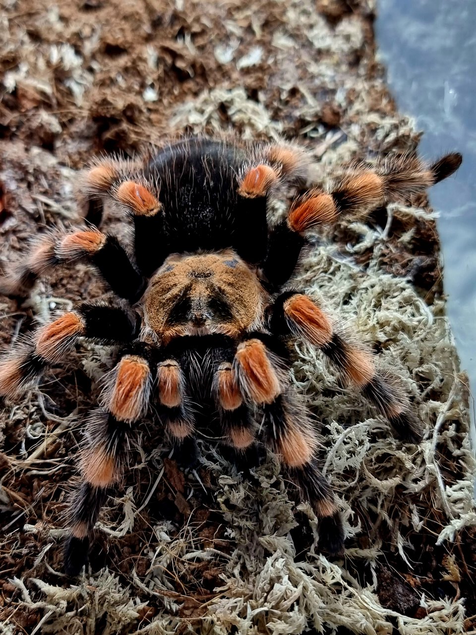 Brachypelma smithi