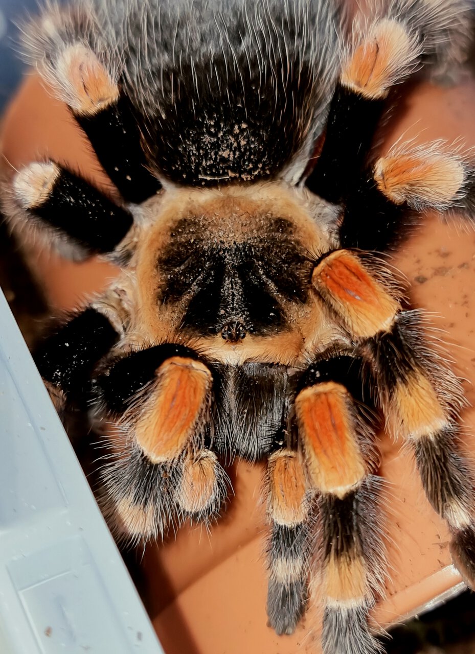 Brachypelma smithi