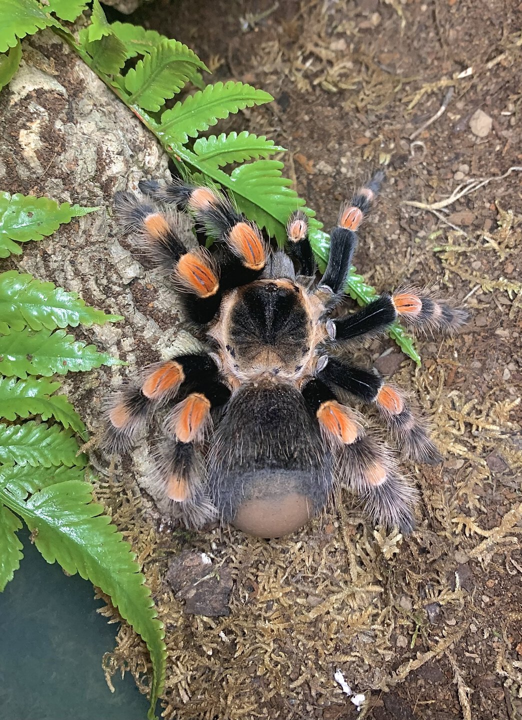 Brachypelma smithi