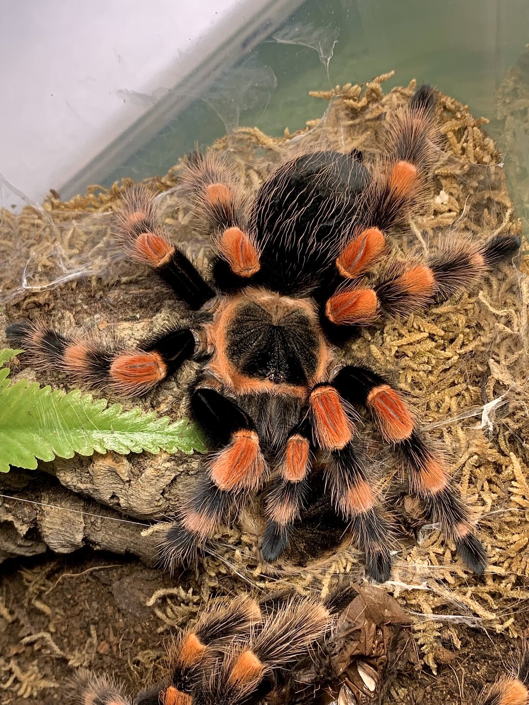 Brachypelma smithi