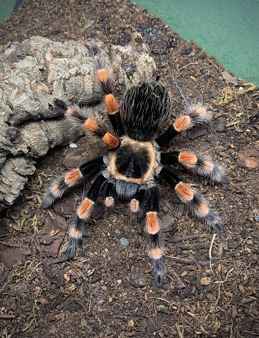 Brachypelma smithi