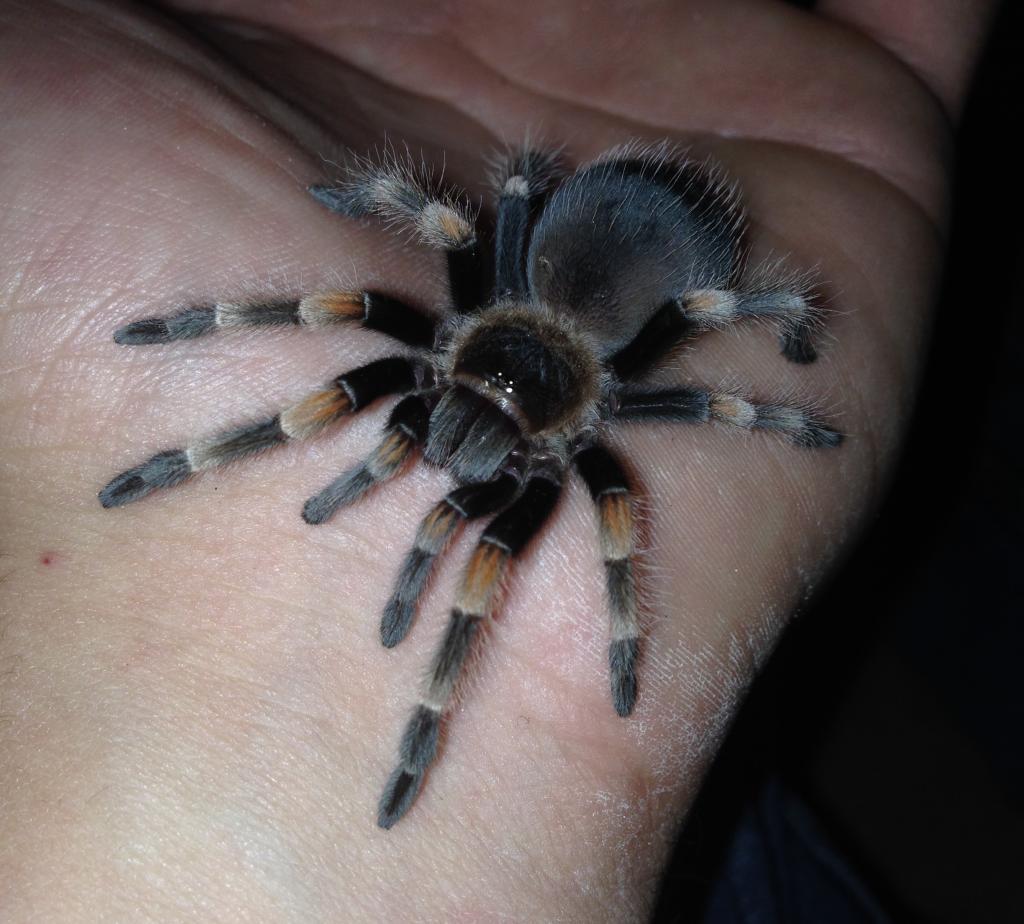 Brachypelma smithii