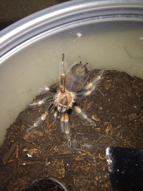 Brachypelma something?