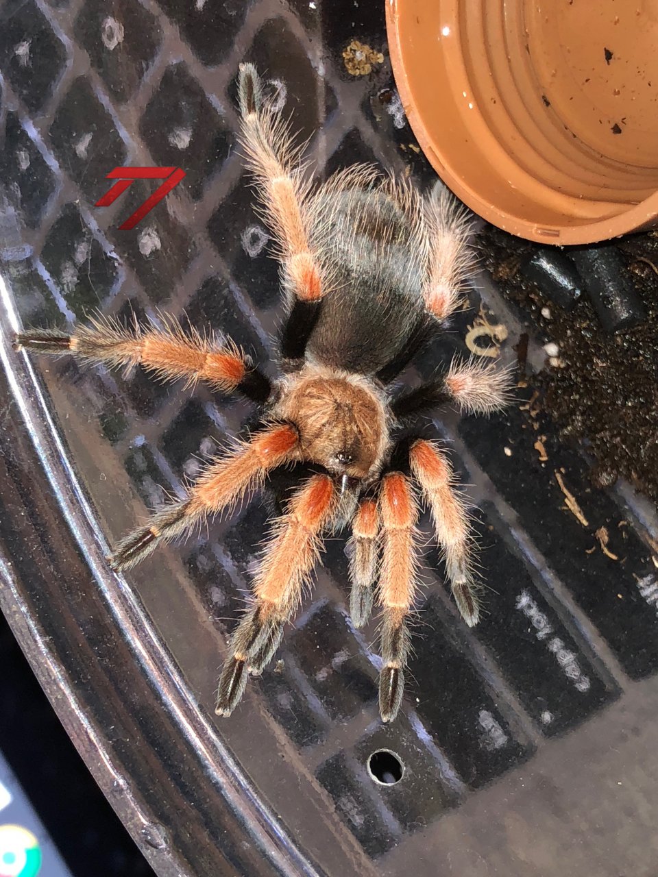 Brachypelma sp. boehmei?