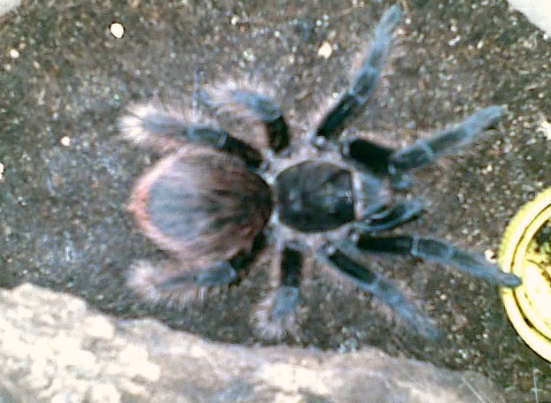 Brachypelma Sp.???