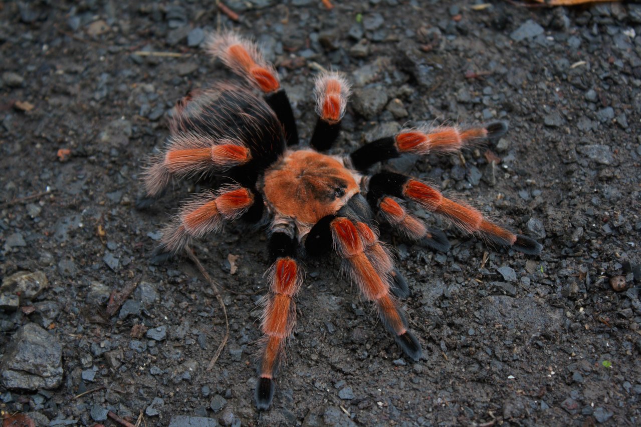 Brachypelma sp.