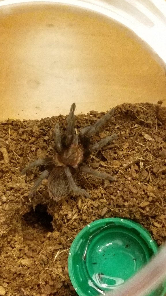 Brachypelma Vagan