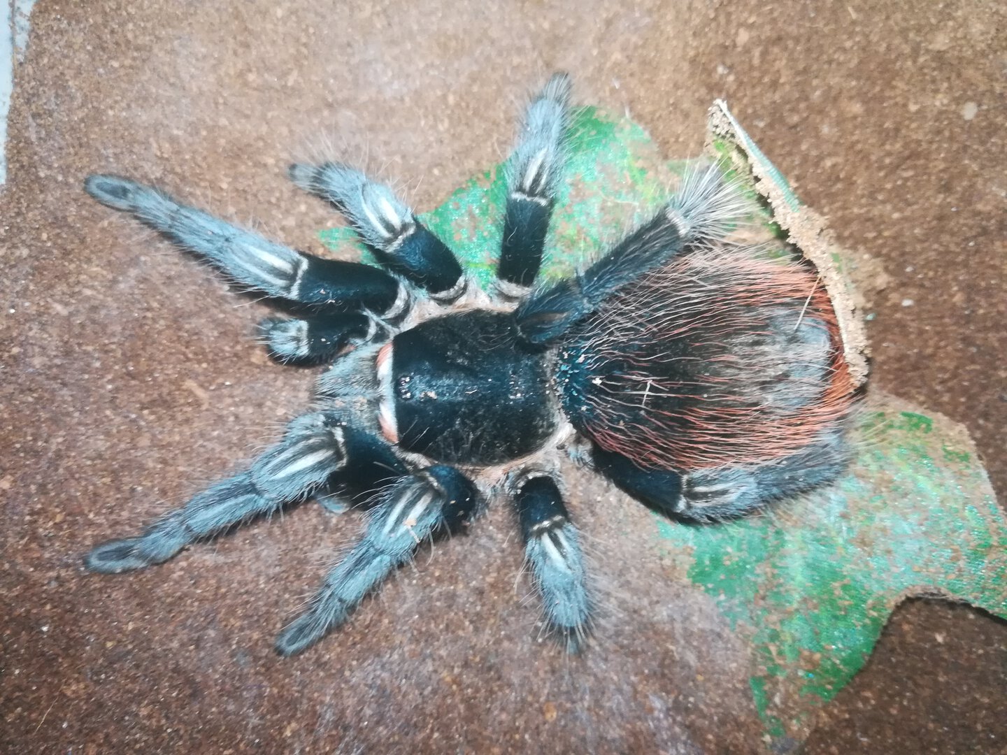 Brachypelma vagans 0,1