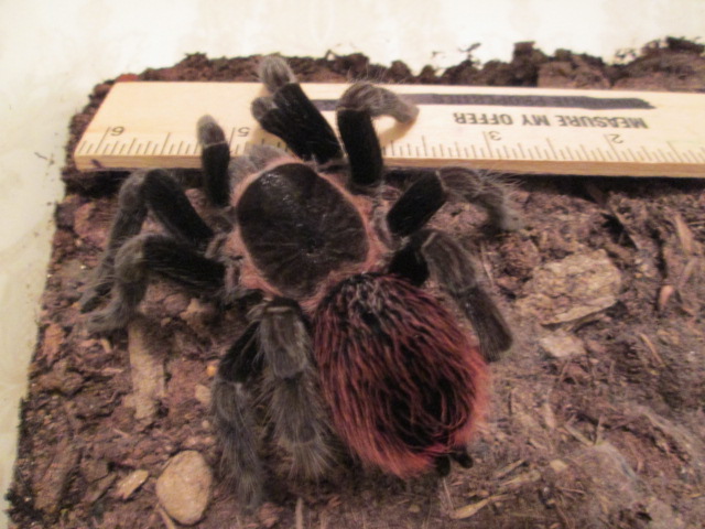 Brachypelma vagans (2/4)