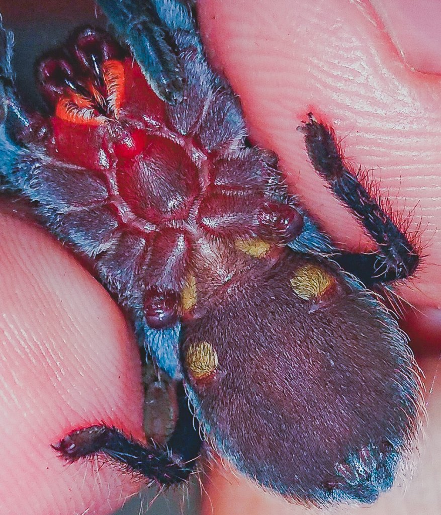 Brachypelma Vagans (4cm)