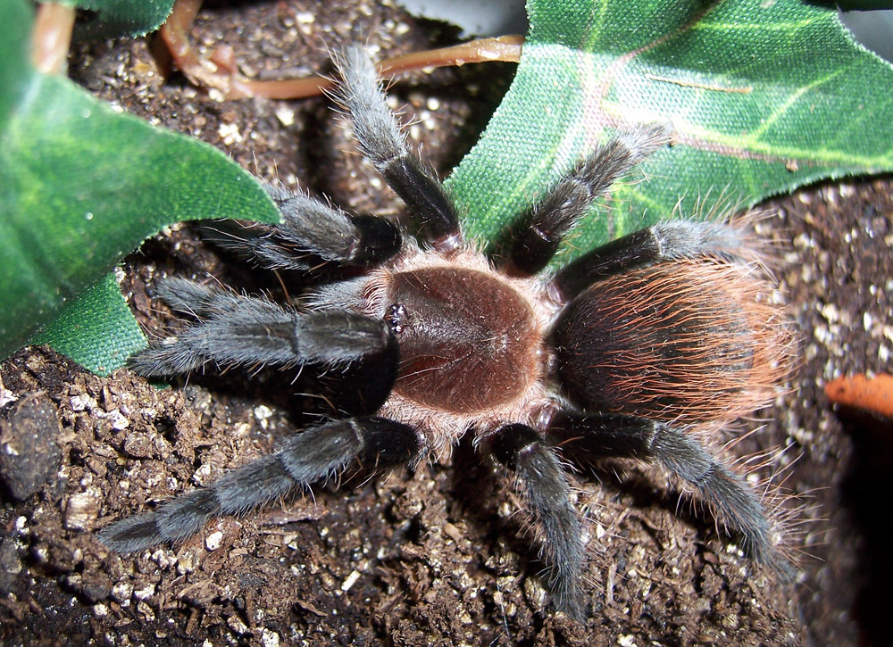 Brachypelma vagans female