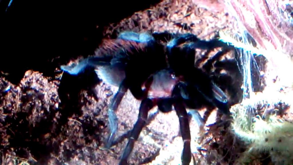 Brachypelma Vagans juvie