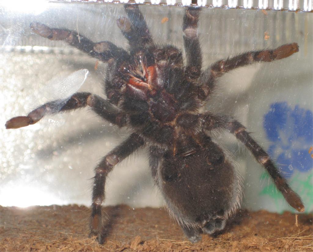 Brachypelma Vagans  - Male or Female? What do you think :)