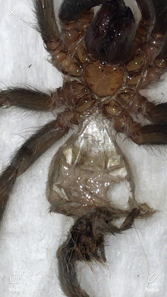 Brachypelma vagans Male or Female
