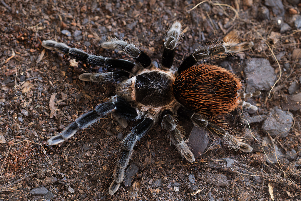 Brachypelma vagans Mature Female