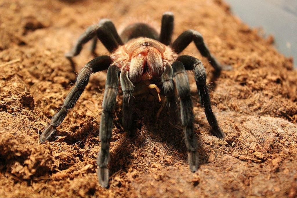 Brachypelma Vagans Nomming