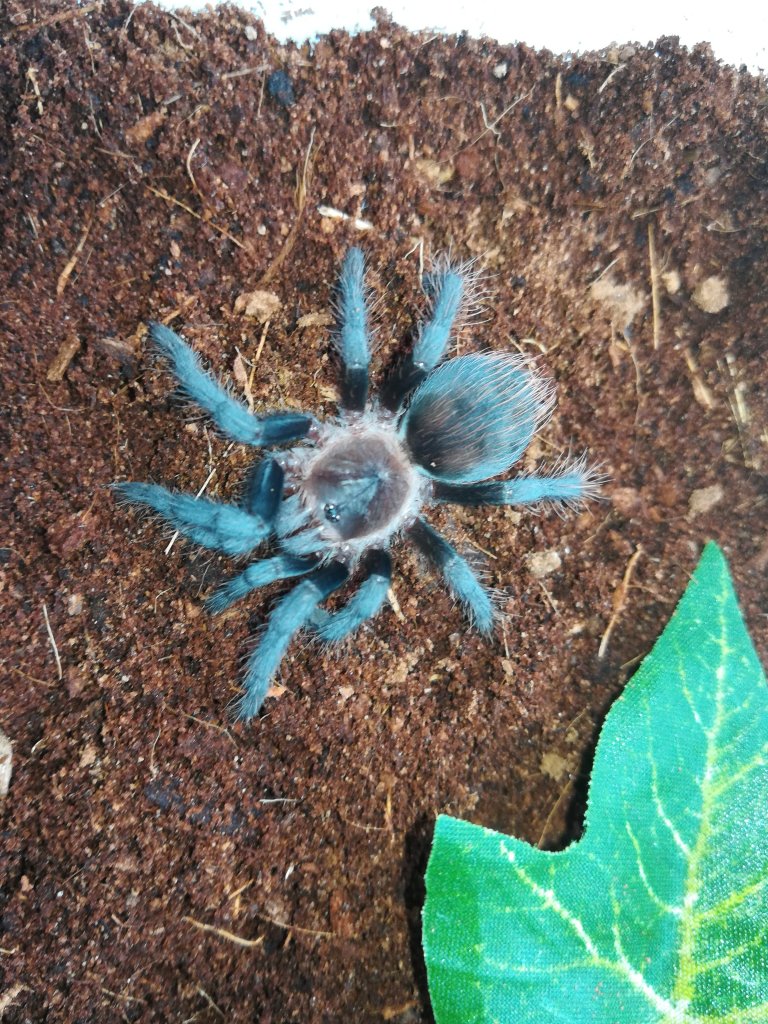 Brachypelma vagans number 3