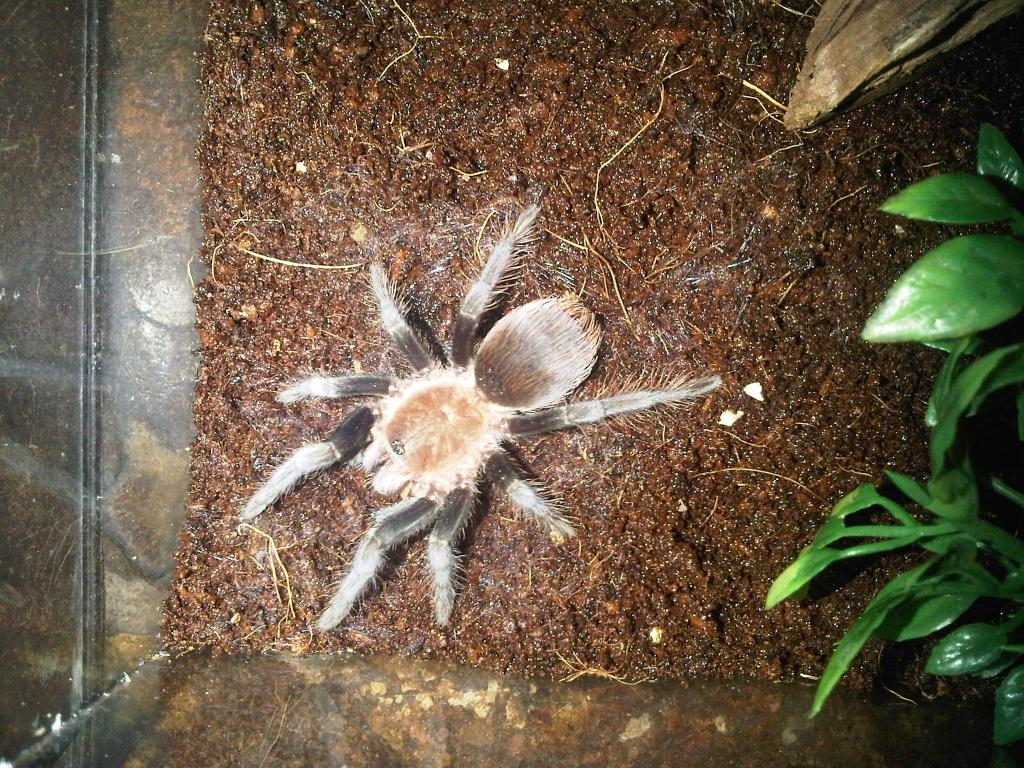 Brachypelma Vagans or a Brachypelma albiceps???