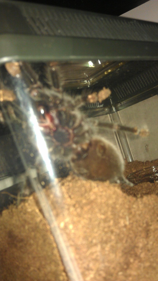 Brachypelma vagans or albiceps (?)