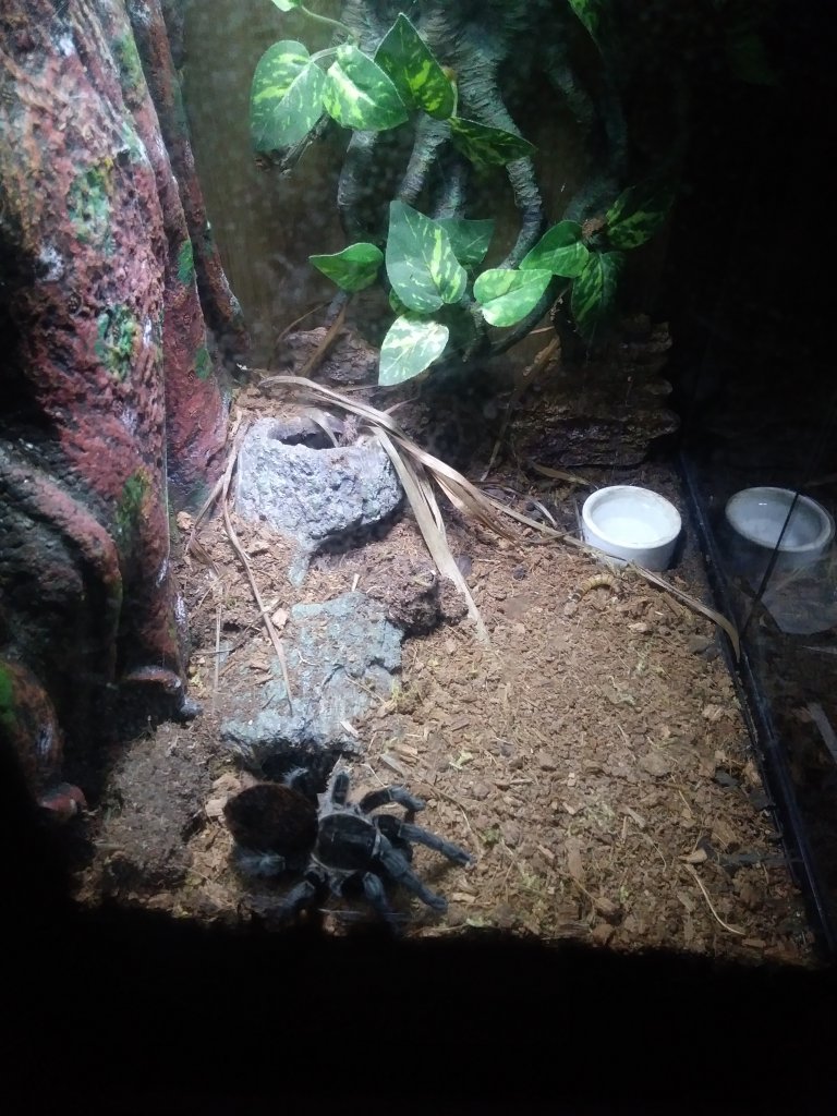 Brachypelma Vagans set up