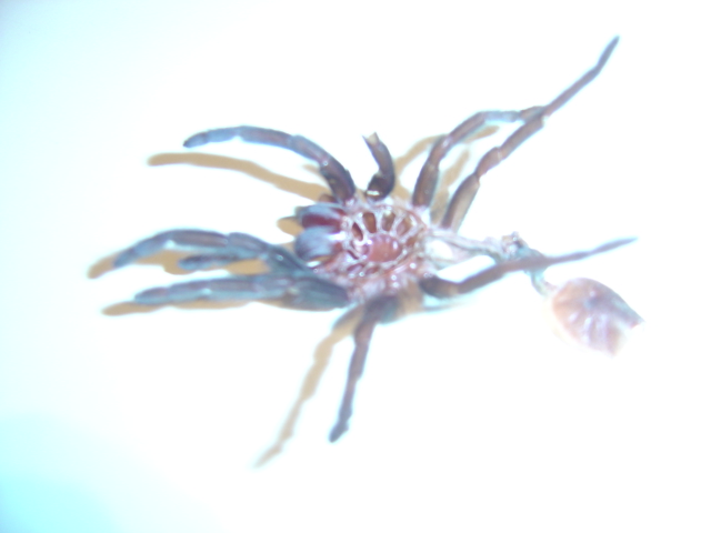 Brachypelma vagans Sling Male or Female?