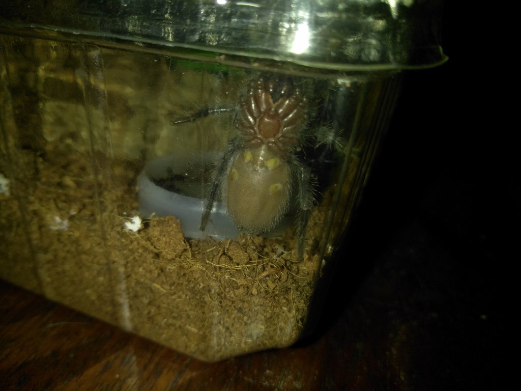 Brachypelma vagans [ventral sexing]