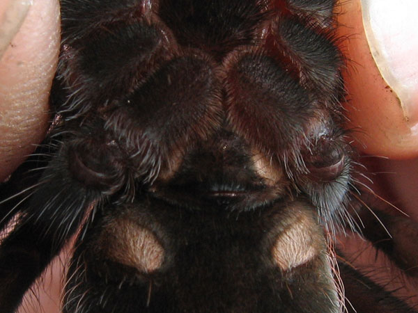 Brachypelma vagans