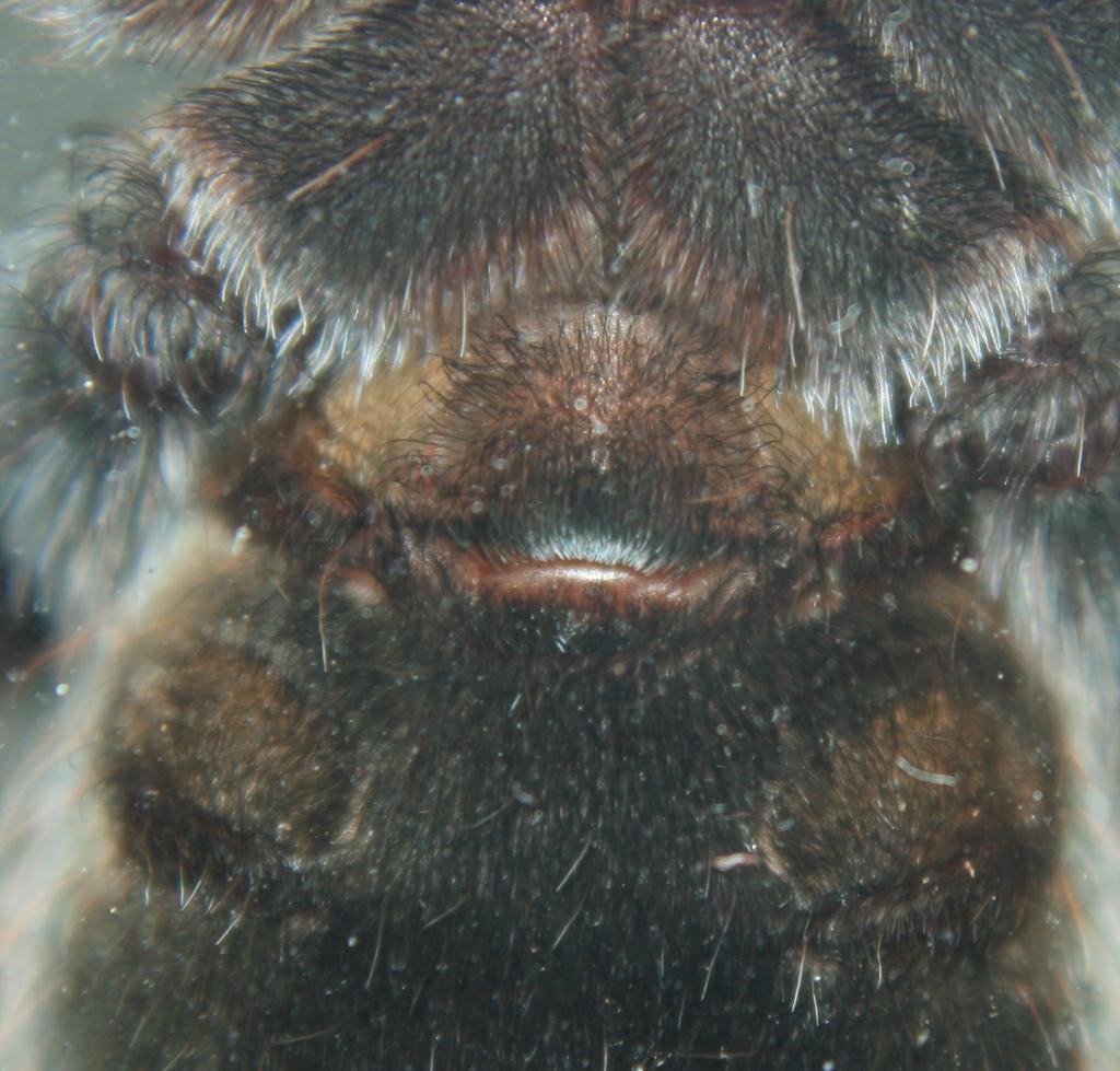 Brachypelma vagans