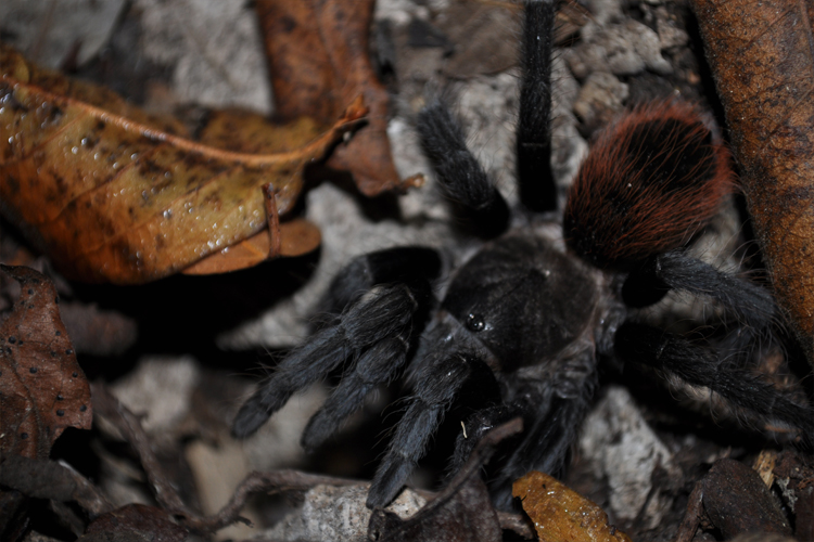 Brachypelma Vagans
