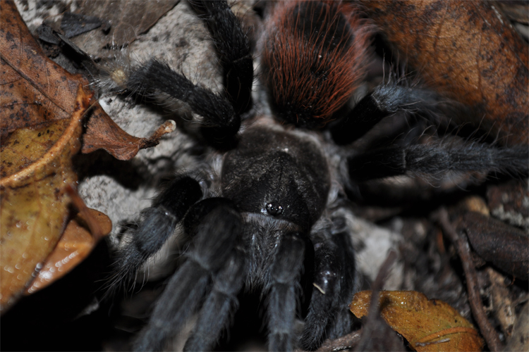 Brachypelma Vagans