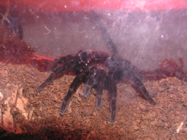 Brachypelma vagans