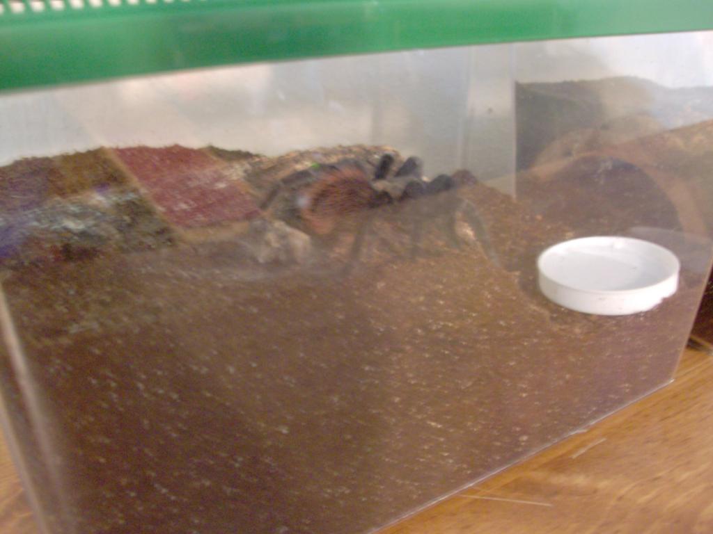 Brachypelma Vagans