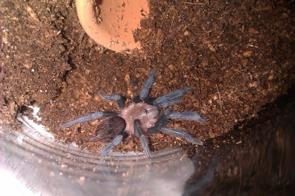 brachypelma vagans?