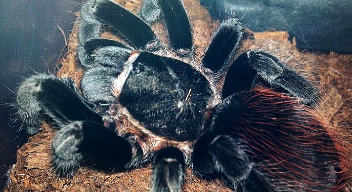 Brachypelma vagans