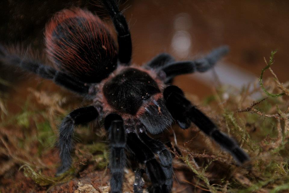 Brachypelma vagans