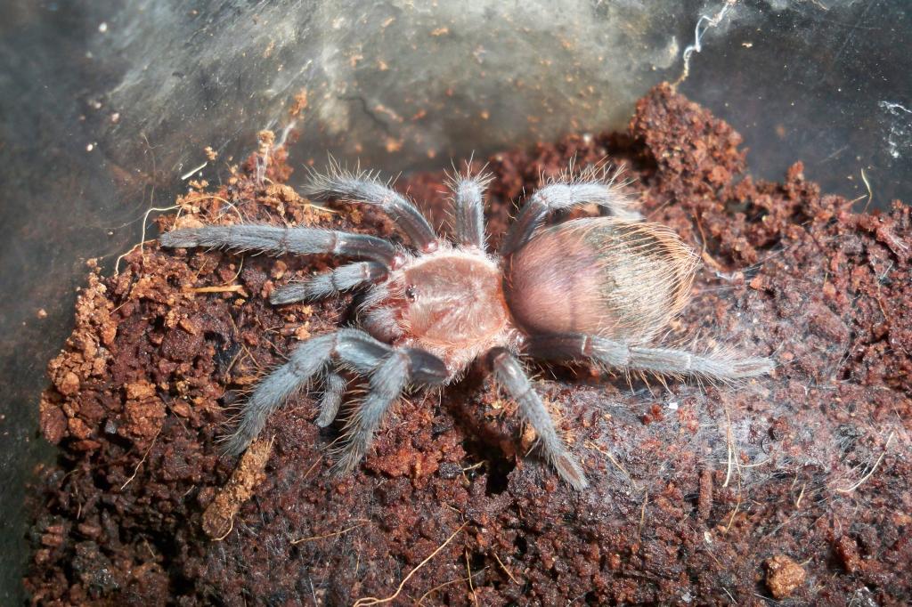 Brachypelma vagans