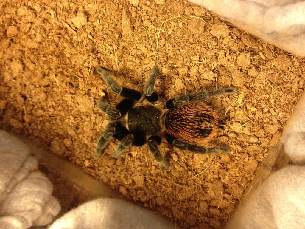 Brachypelma Vagans