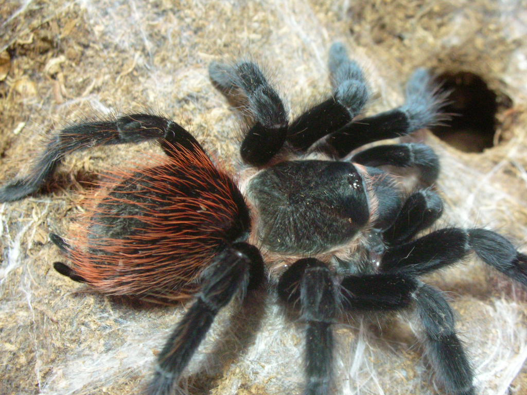 Brachypelma vagans