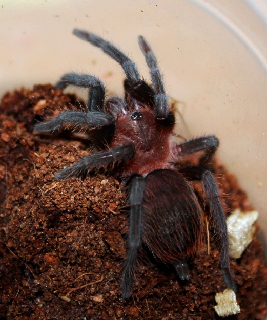 Brachypelma vagans