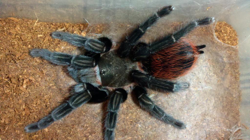 Brachypelma vagans