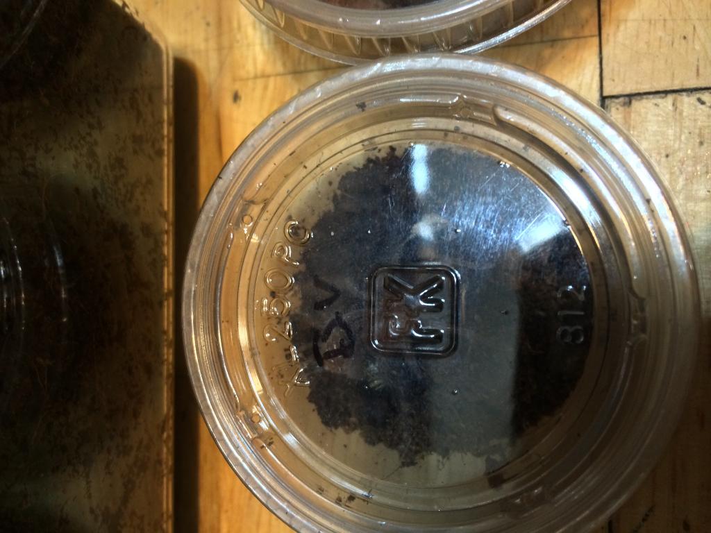 Brachypelma Vagans
