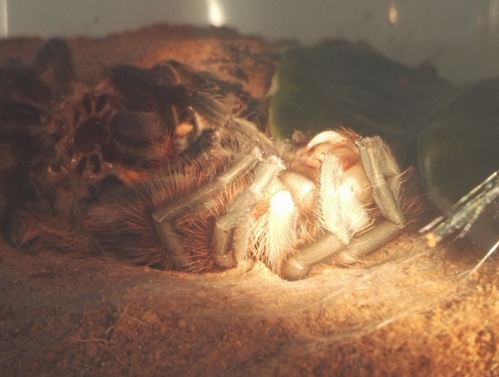 Brachypelma vagans